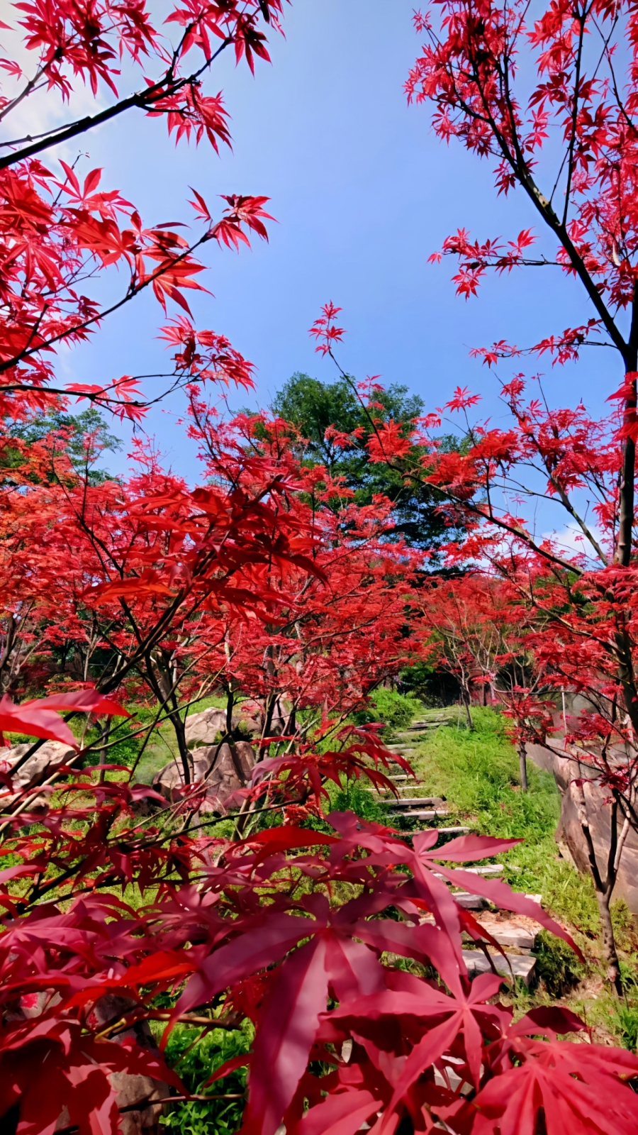 帽峰山红叶4