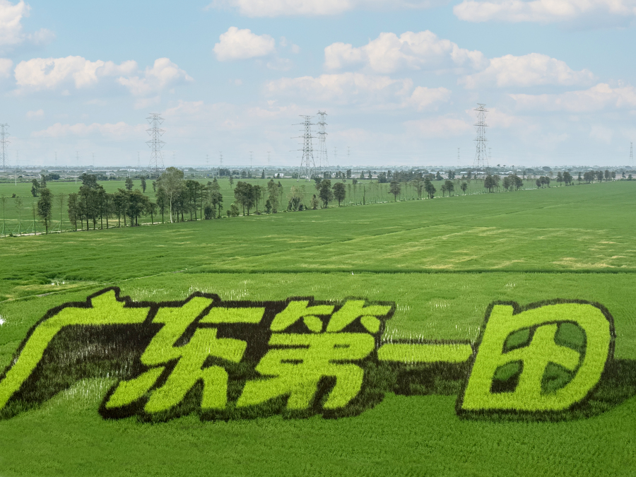 广东第一田国庆开门迎客