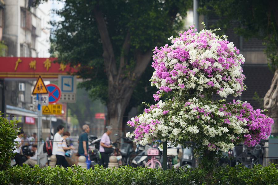 新港路道路中间花坛的三色簕杜鹃正在盛放。