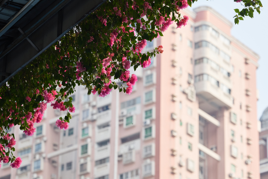簕杜鹃空中花廊。