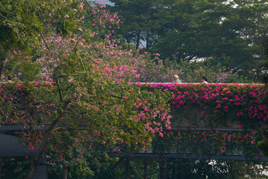 簕杜鹃和异木棉两种粉花交相掩映。