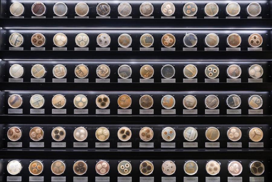 慕恩生物微生物菌种展示墙