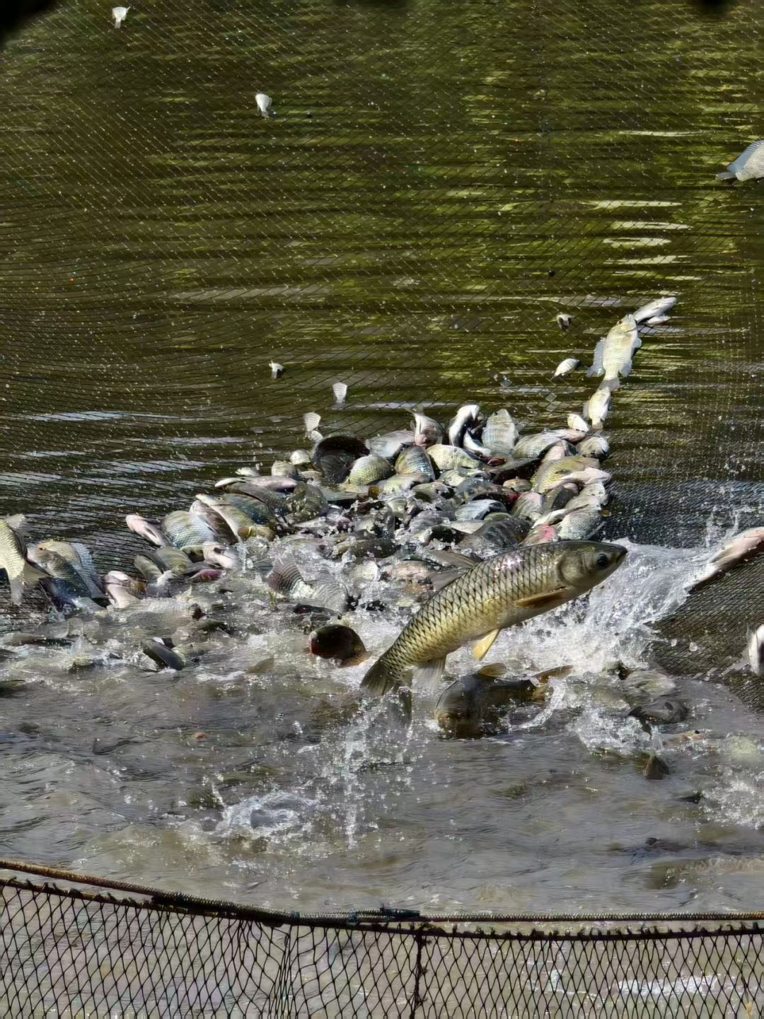 鱼塘自养鱼.jpg